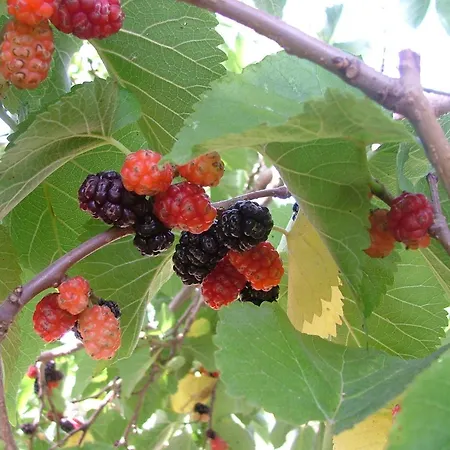 Agave E Ginestra 3* Ventotene