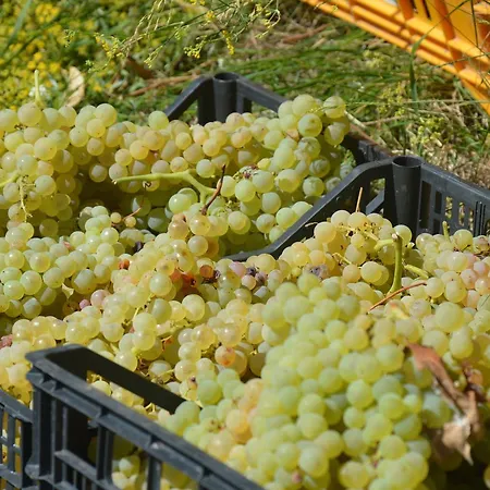 Agave E Ginestra 3* Ventotene